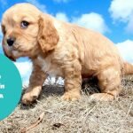 12 Cavapoo Breeders In Alabama (AL)