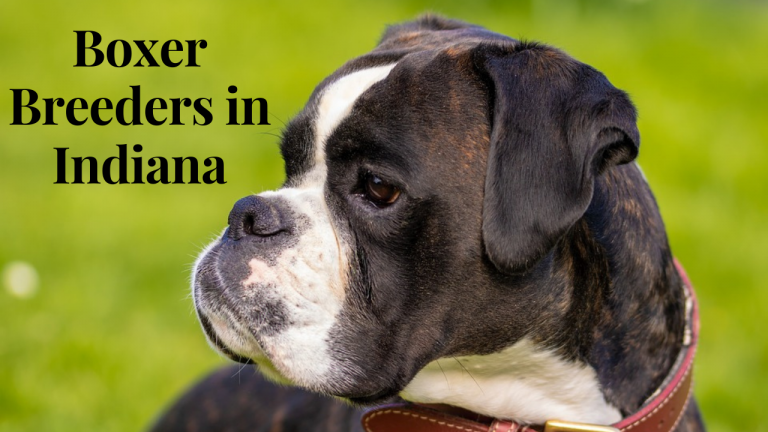 10 Boxer Breeders in Indiana (IN) - The Animal Nut